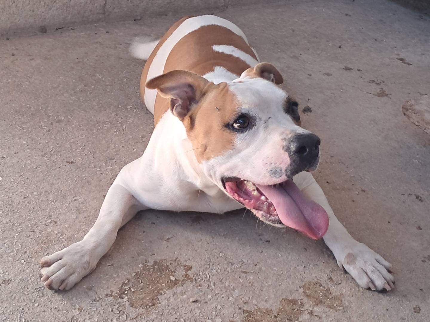 Adotta un cane, maschio, 3 anni, Caserta