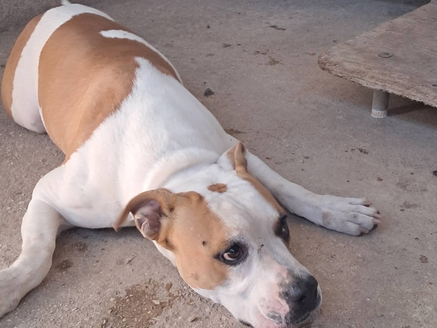 Adotta un cane, taglia media, maschio, Caserta