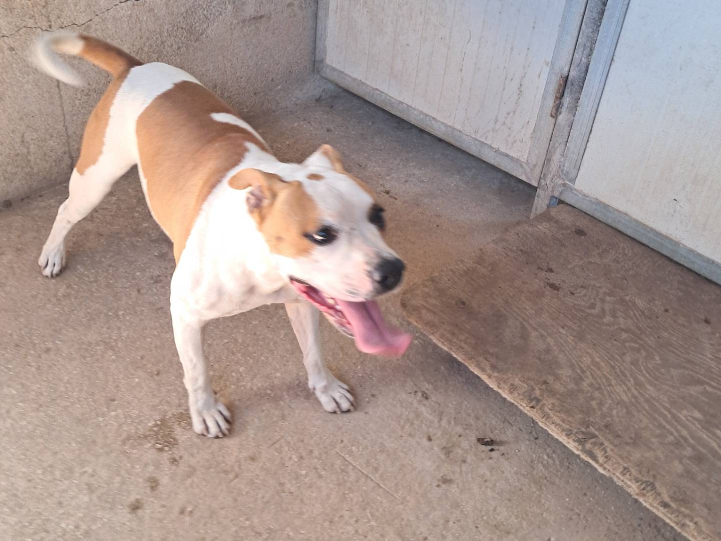 Vuoi adottare un cane a Caserta?