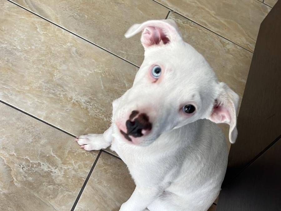 Adozione cane, maschio, Pitbull Razza sconosciuta, 3 mesi, taglia media, Caserta