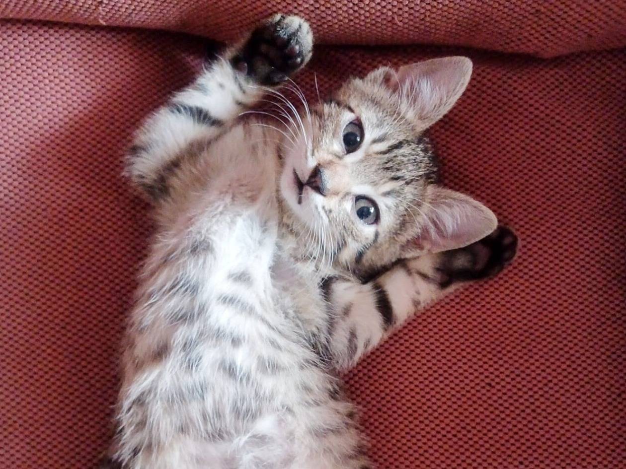 Adotta un gatto, femmina, 2 mesi, Torino