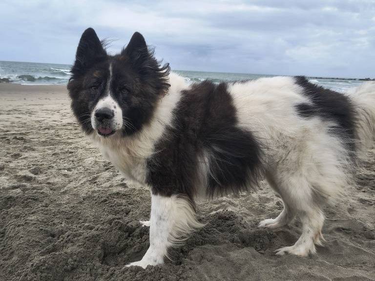 Adotta un cane, taglia gigante, maschio, Caserta