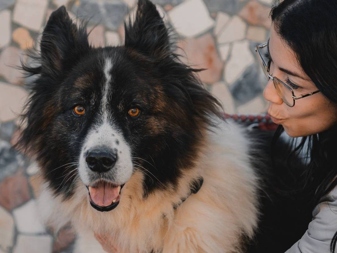 Vuoi adottare un cane a Caserta?