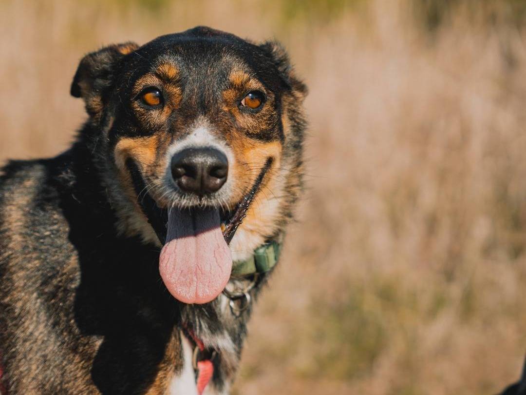Adotta un cane, taglia media contenuta, maschio, Caserta