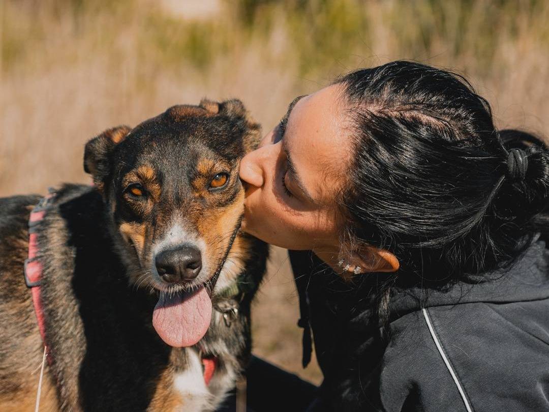 Vuoi adottare un cane a Caserta?