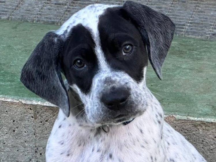 Adozione cane, maschio, Razza sconosciuta Razza sconosciuta, 2 mesi, taglia media, Genova