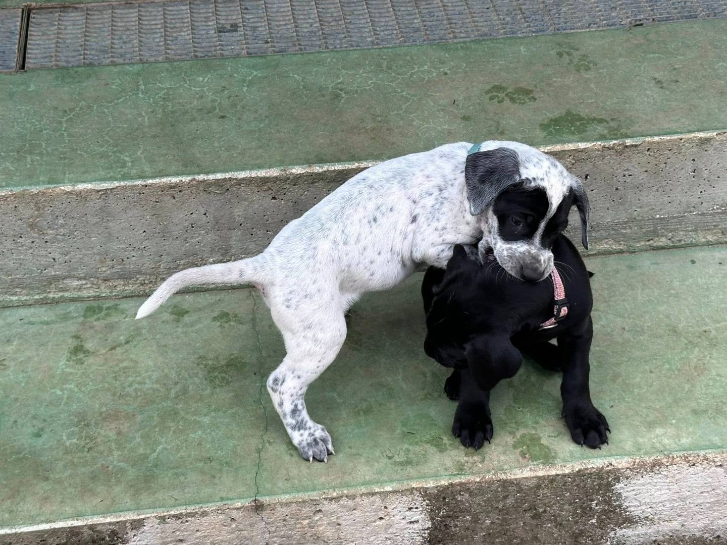 Adotta un cane, maschio, 2 mesi, Genova