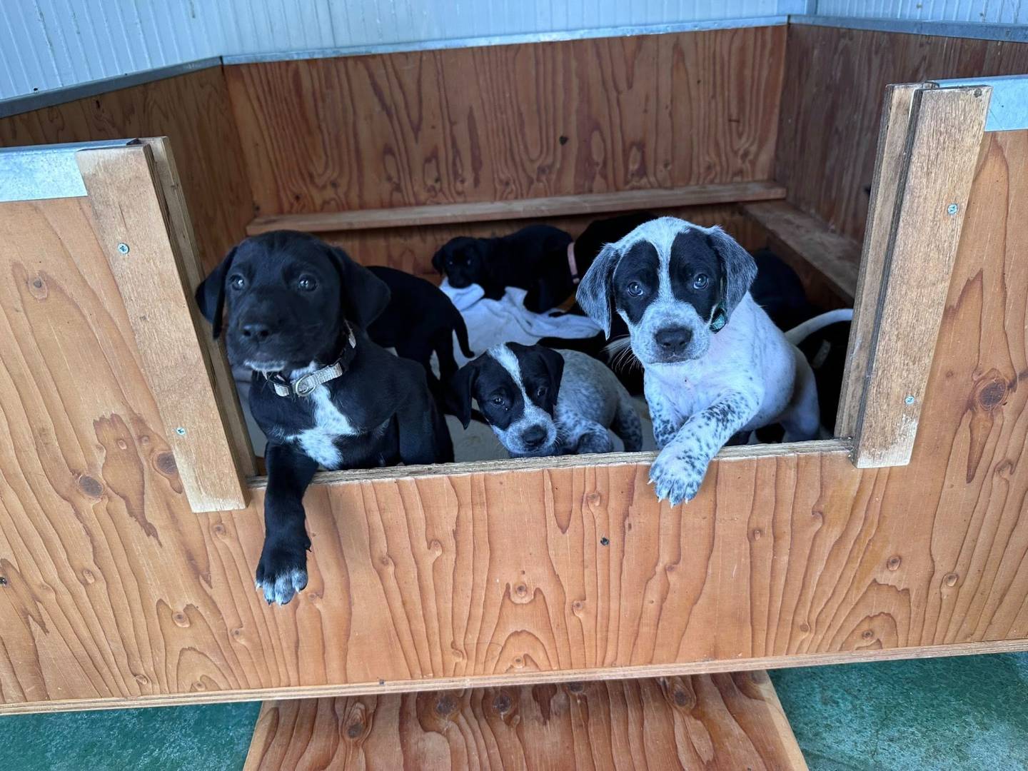 Adotta un cane, taglia media, maschio, Genova