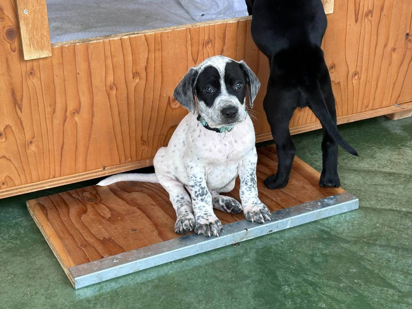 Vuoi adottare un cane a Genova?