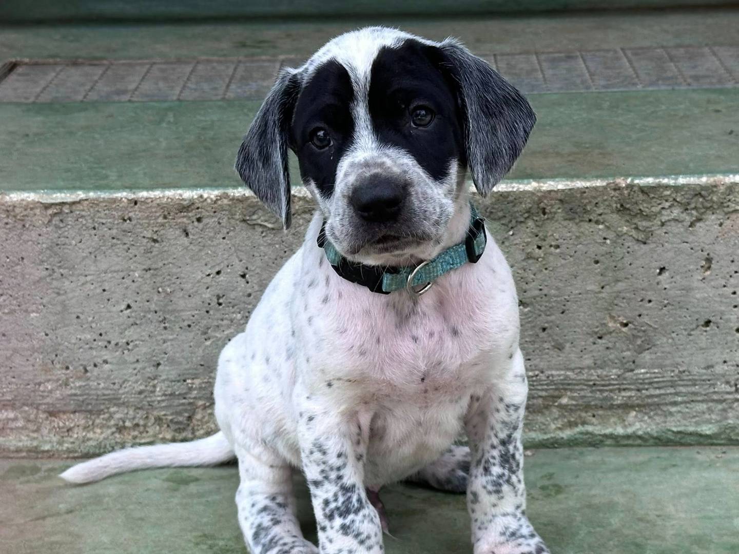 Adotta il cane Zorro a Genova