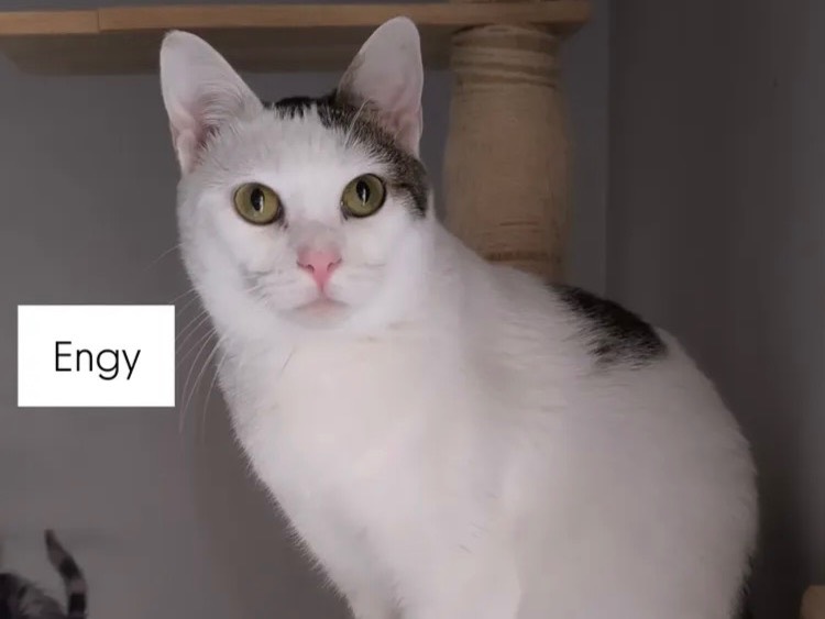 Adozione gatto, femmina, Razza sconosciuta Razza sconosciuta, 1 anno e 7 mesi, taglia non valida, Bari