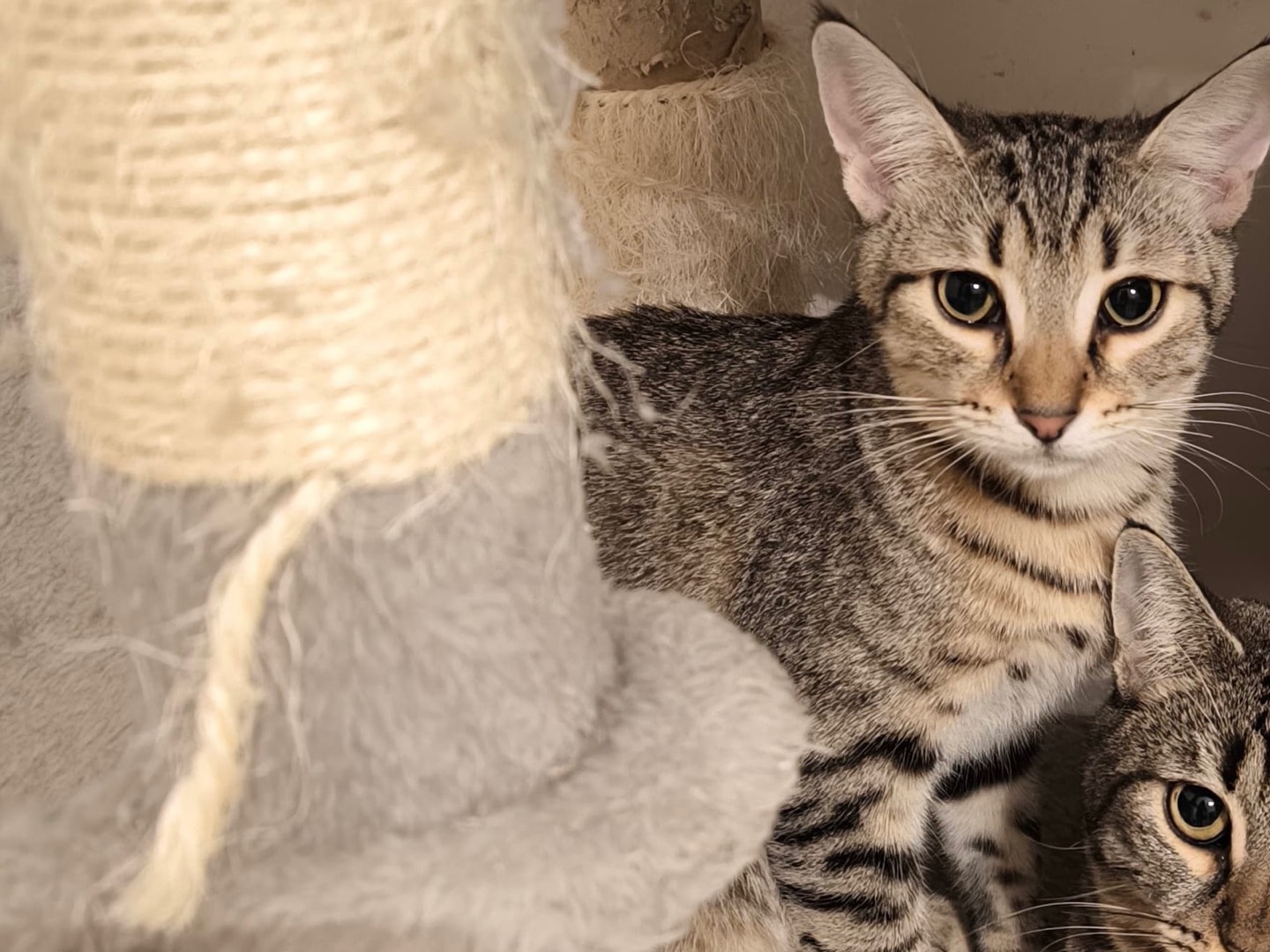 Adozione gatto, femmina, Razza sconosciuta Razza sconosciuta, 7 mesi, taglia non valida, Bari