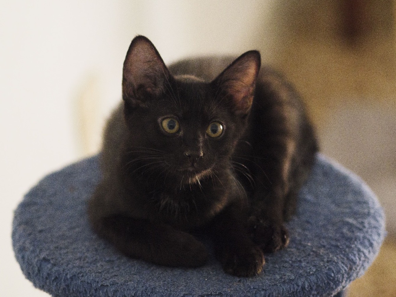 Adozione gatto, maschio, Razza sconosciuta Razza sconosciuta, 7 mesi, taglia non valida, Bari