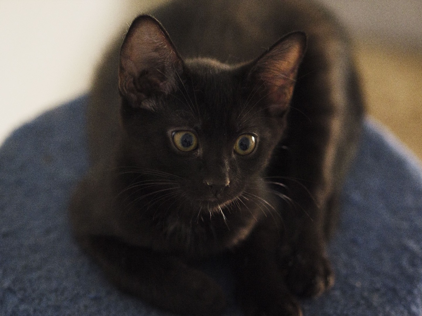 Adotta un gatto, maschio, 7 mesi, Bari