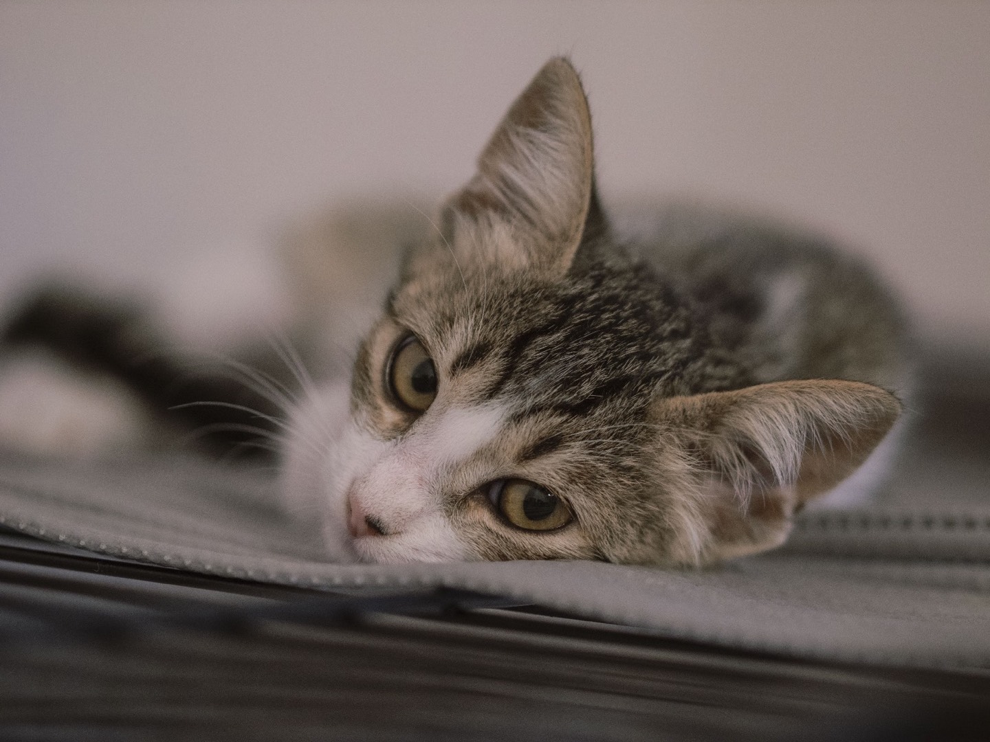 Adozione gatto, femmina, Razza sconosciuta Razza sconosciuta, 7 mesi, taglia non valida, Bari