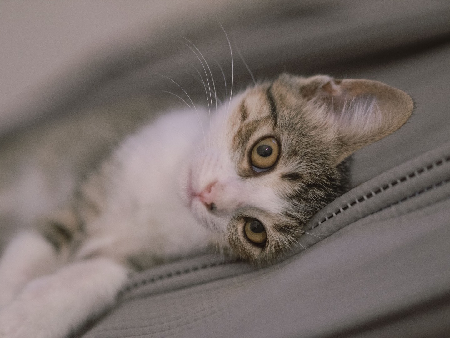 Adotta un gatto, femmina, 7 mesi, Bari