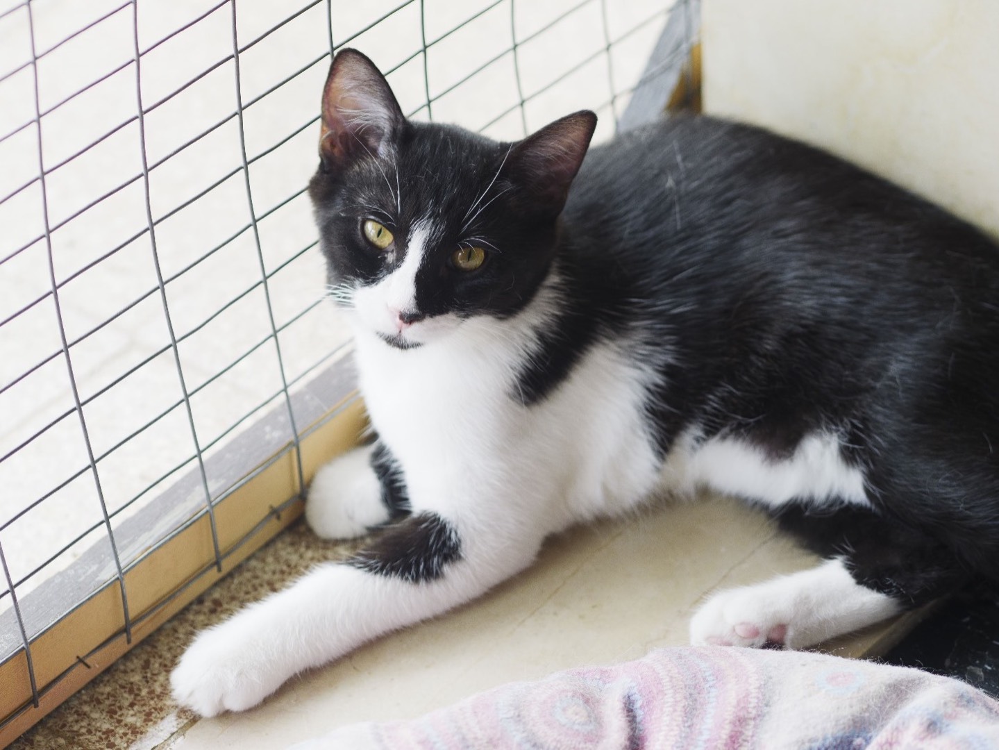 Adozione gatto, maschio, Razza sconosciuta Razza sconosciuta, 7 mesi, taglia non valida, Bari