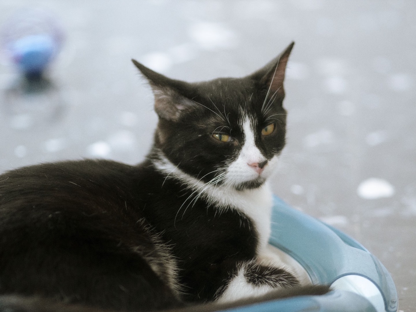 Adotta un gatto, maschio, 7 mesi, Bari