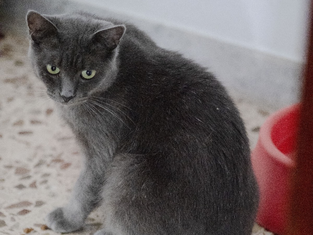 Adozione gatto, maschio, Razza sconosciuta Razza sconosciuta, 3 anni e 2 mesi, taglia non valida, Bari