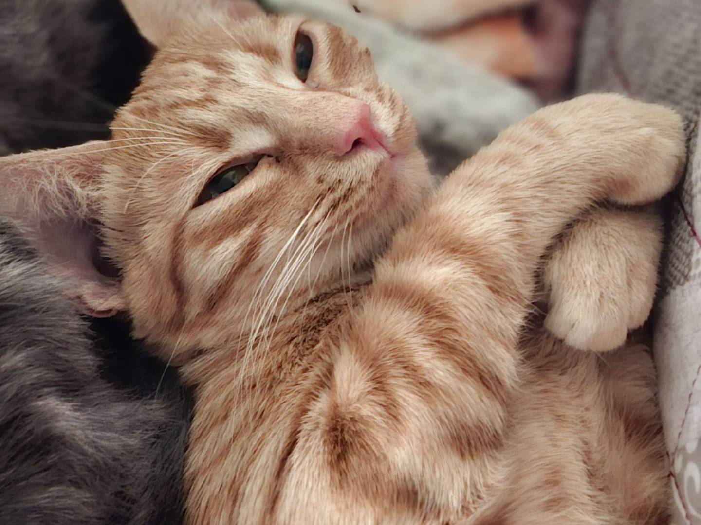 Adozione gatto, femmina, Razza sconosciuta Razza sconosciuta, 7 mesi, taglia non valida, Barletta