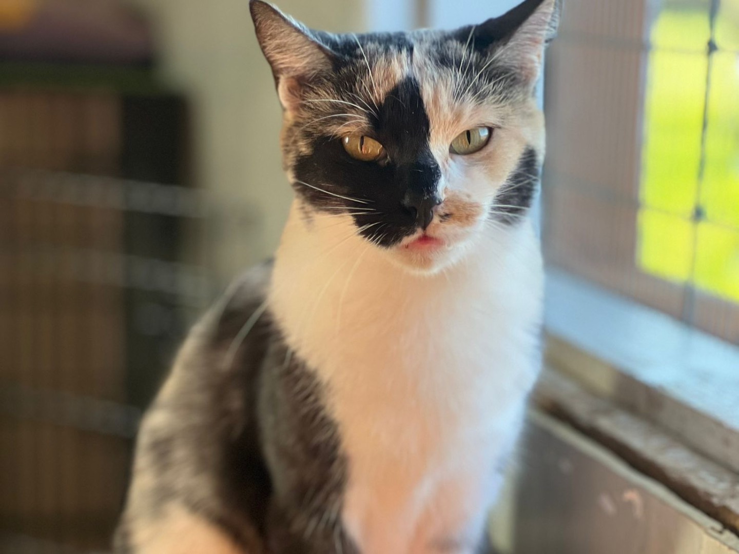 Adotta un gatto, femmina, 1 anno, Bari