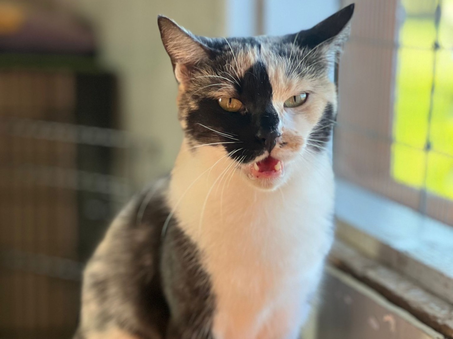 Adotta un gatto, taglia non valida, femmina, Bari