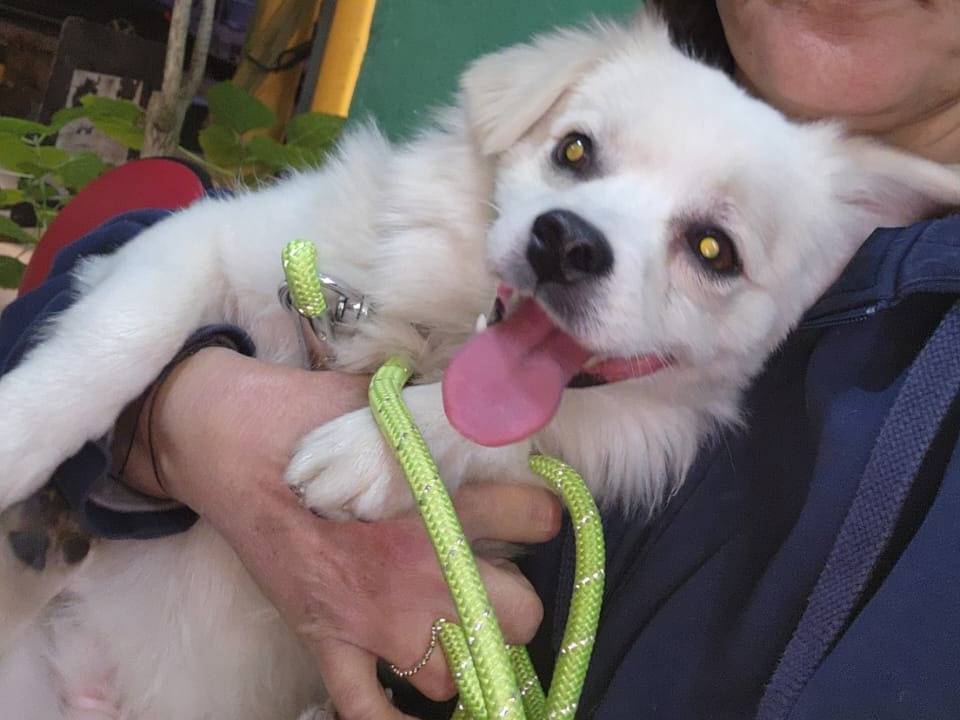 Adozione cane, maschio, Volpino di Pomerania Razza sconosciuta, 1 anno e 11 mesi, taglia piccola, Milano