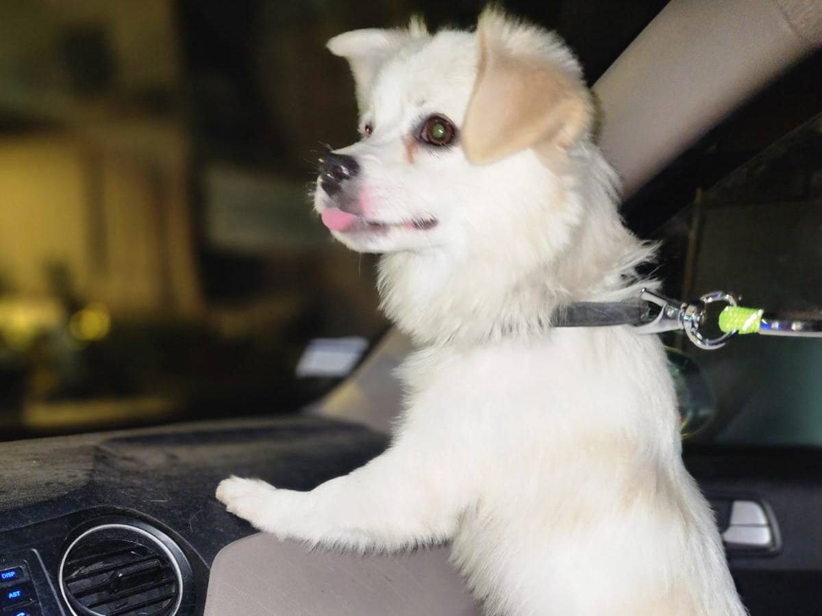 Adotta un cane, maschio, 1 anno e 11 mesi, Milano