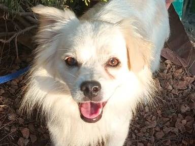 Adotta un cane, taglia piccola, maschio, Milano