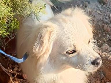 Vuoi adottare un cane a Milano?