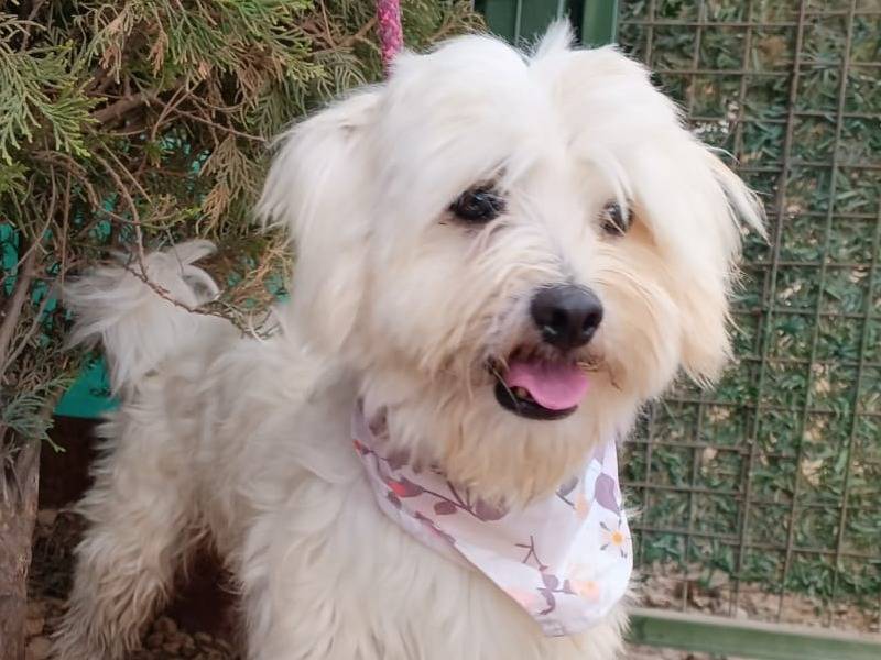 Adozione cane, maschio, Maltese Razza sconosciuta, 1 anno e 11 mesi, taglia piccola, Milano