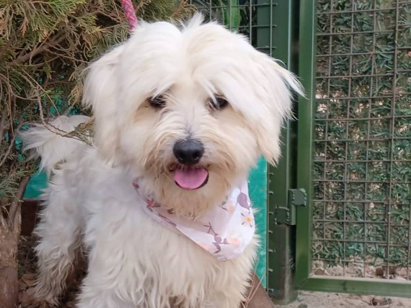 Adotta un cane, maschio, 1 anno e 11 mesi, Milano