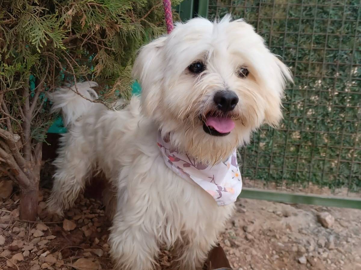 Adotta il cane Diego a Milano