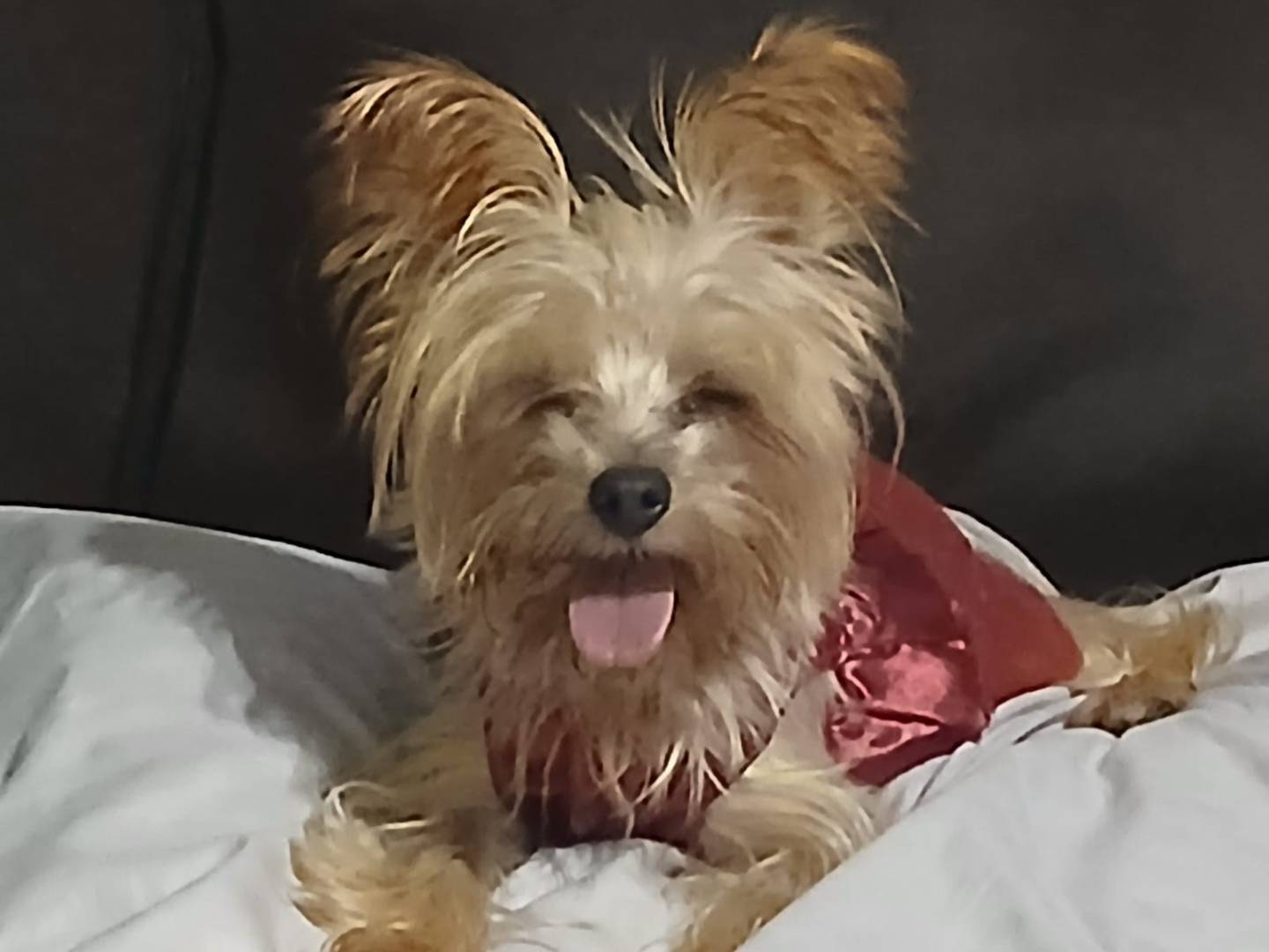 Adotta un cane, femmina, 3 anni e 11 mesi, Milano