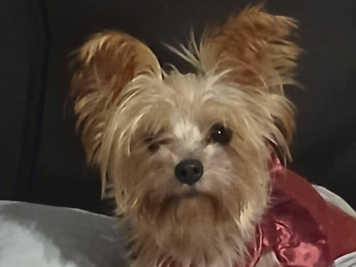 Adotta un cane, taglia piccola, femmina, Milano