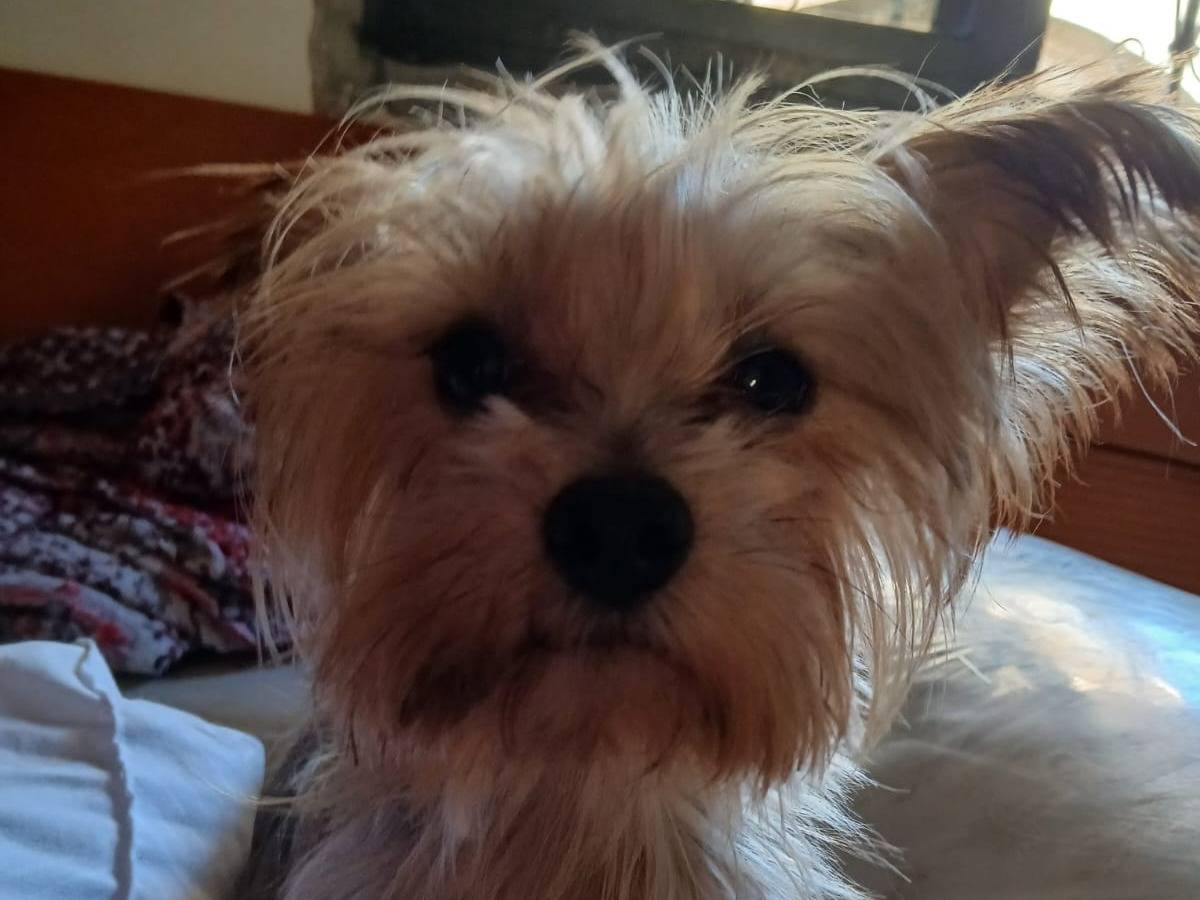 Vuoi adottare un cane a Milano?