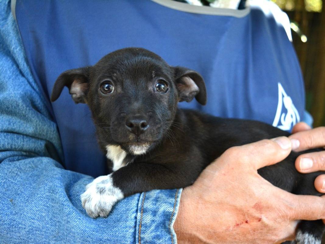 Adozione cane, maschio, Razza sconosciuta Razza sconosciuta, 3 mesi, taglia piccola, Roma
