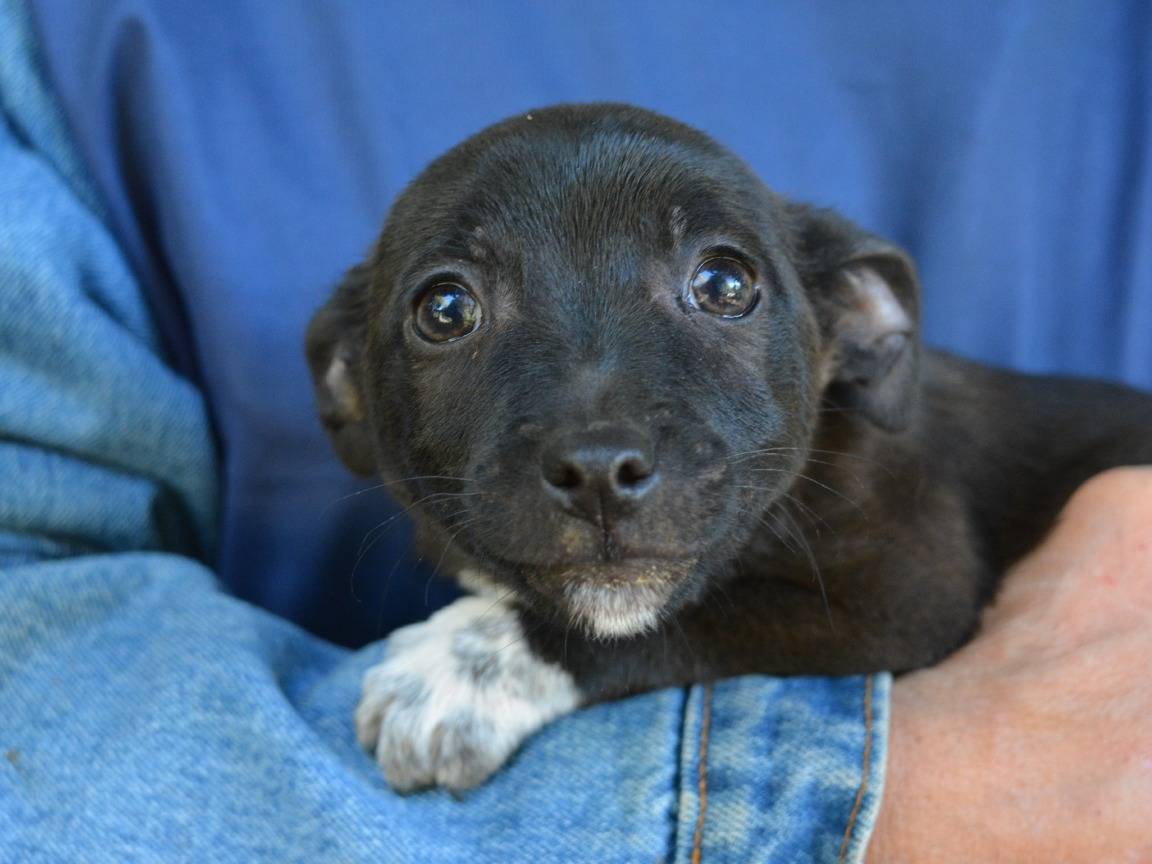 Adotta un cane, maschio, 3 mesi, Roma