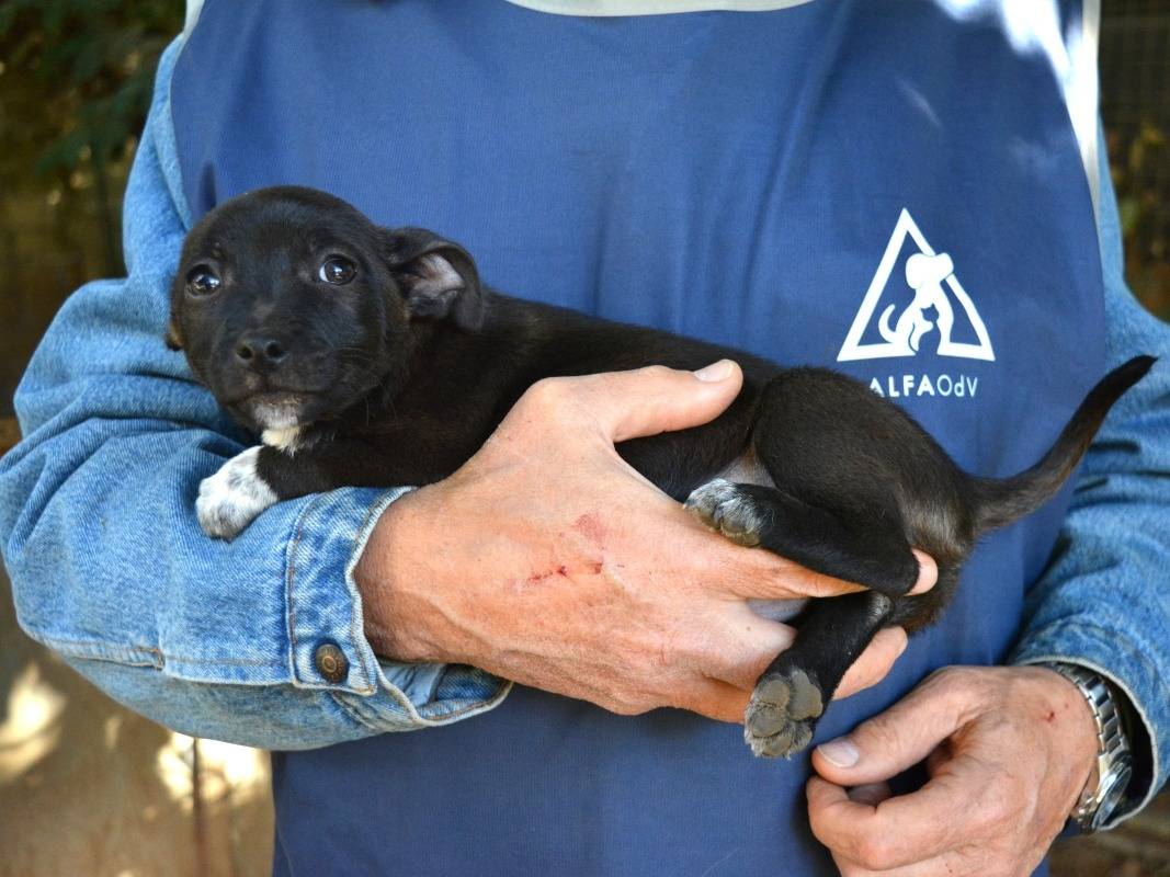 Adotta un cane, taglia piccola, maschio, Roma