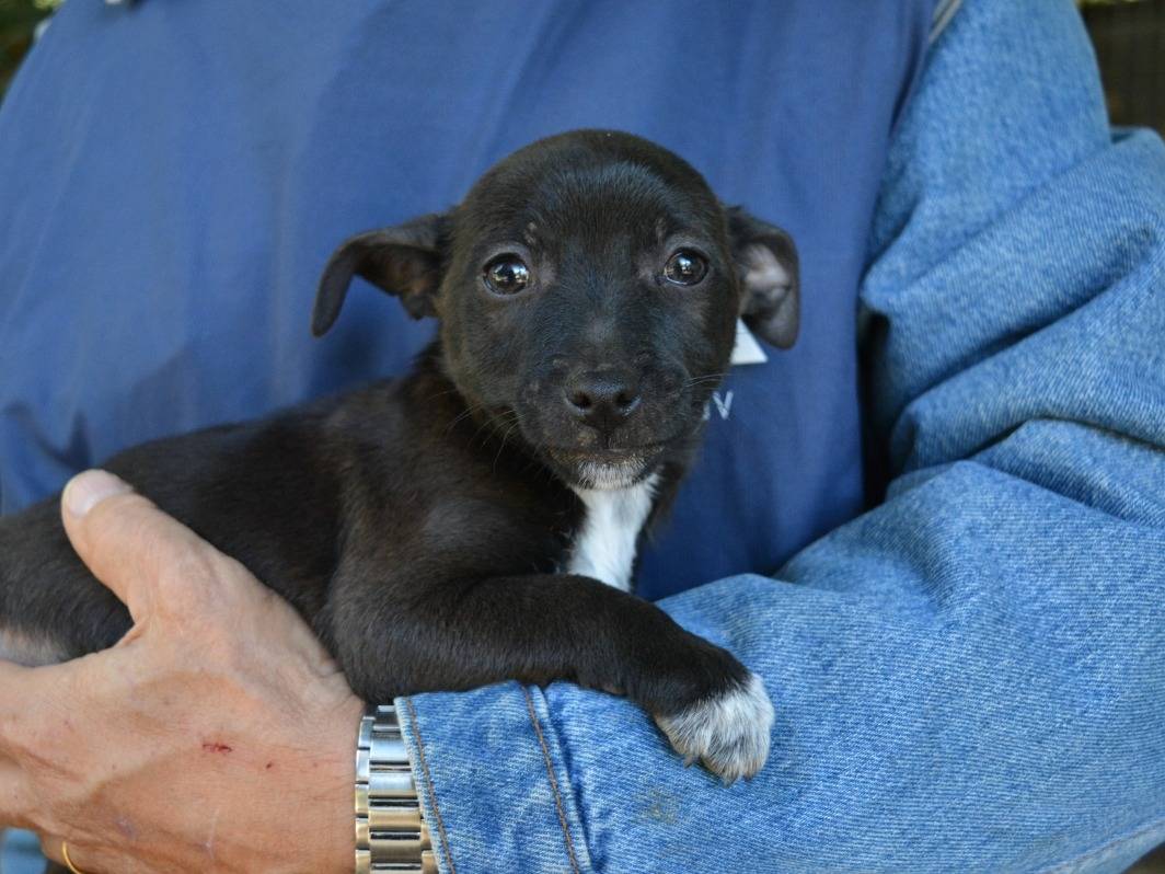 Vuoi adottare un cane a Roma?