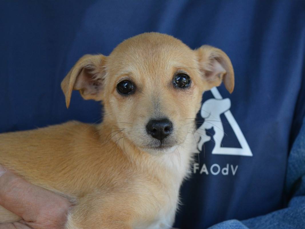 Adozione cane, femmina, Razza sconosciuta Razza sconosciuta, 3 mesi, taglia piccola, Roma