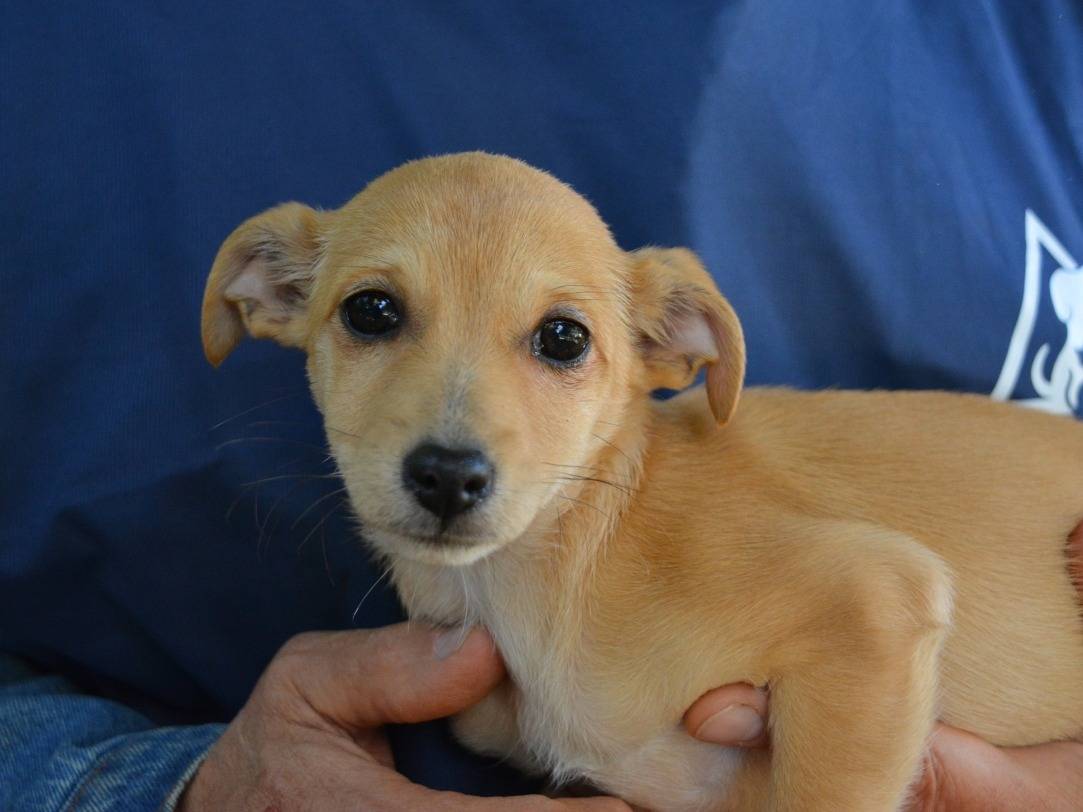 Adotta un cane, femmina, 3 mesi, Roma