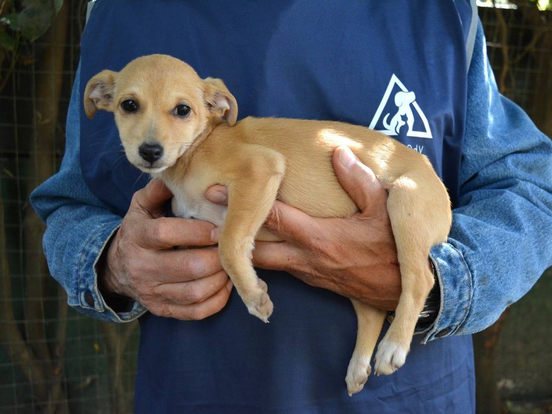 Adotta un cane, taglia piccola, femmina, Roma