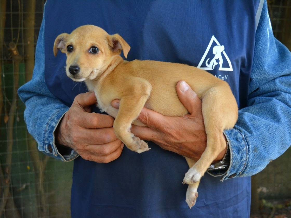 Vuoi adottare un cane a Roma?