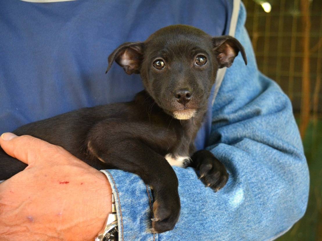 Adozione cane, maschio, Razza sconosciuta Razza sconosciuta, 3 mesi, taglia piccola, Roma