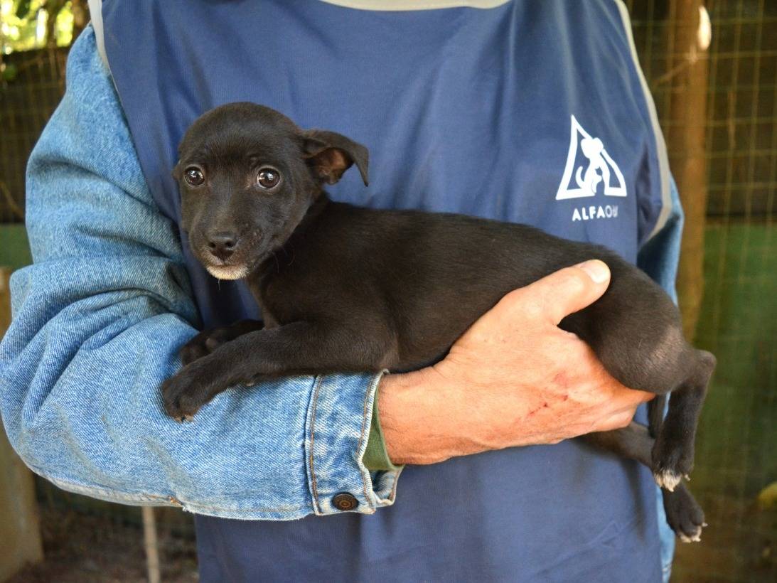 Adotta un cane, maschio, 3 mesi, Roma