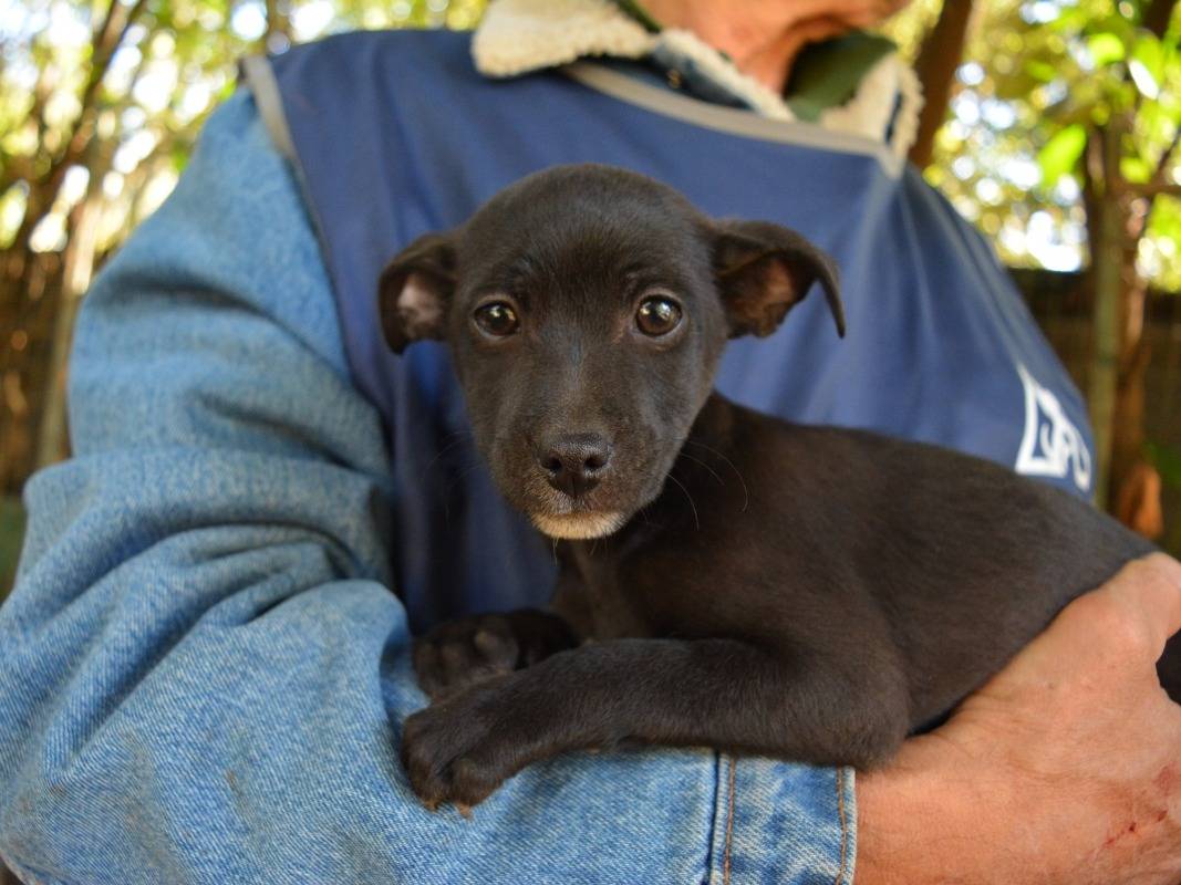 Adotta un cane, taglia piccola, maschio, Roma