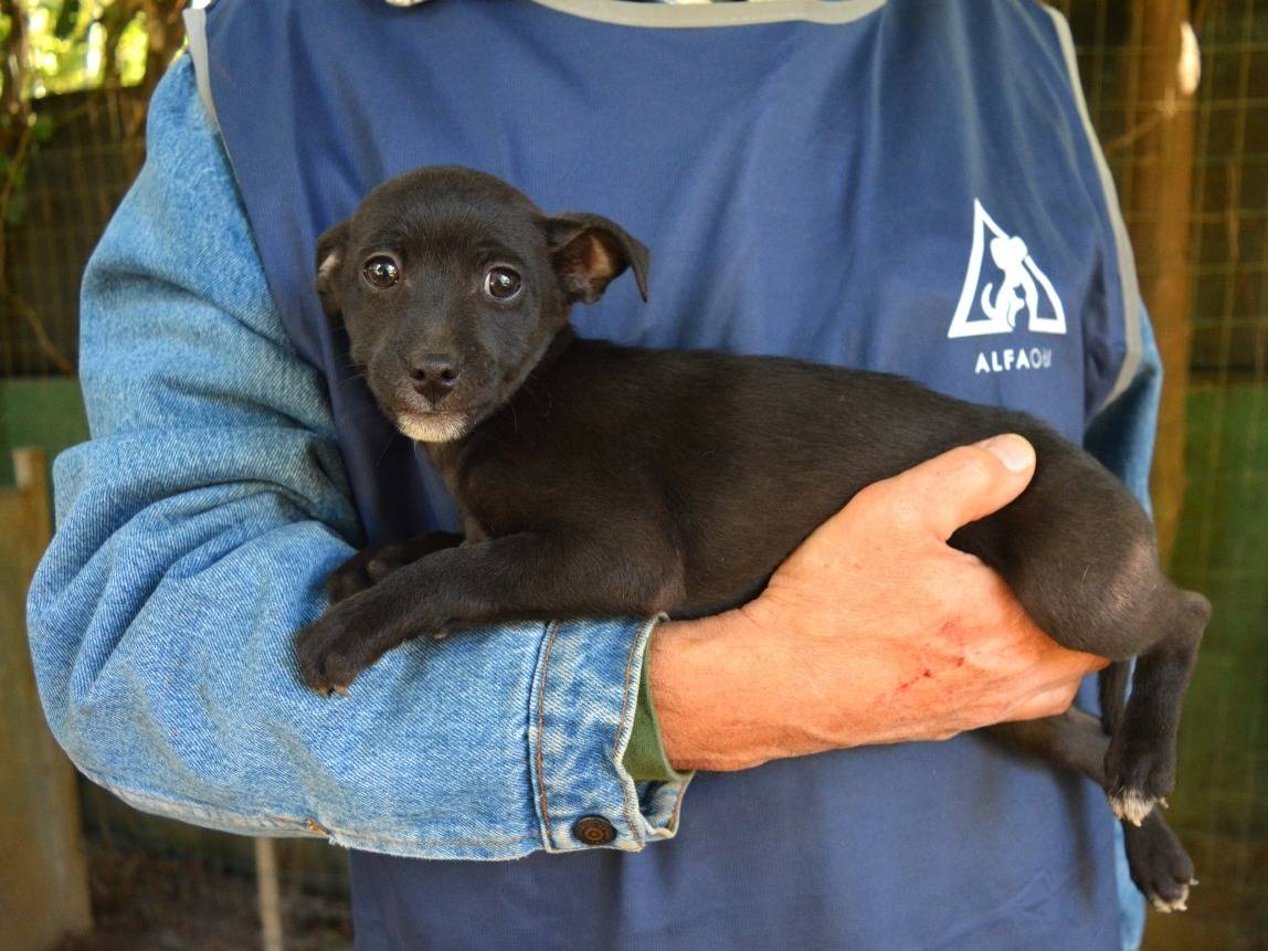 Vuoi adottare un cane a Roma?
