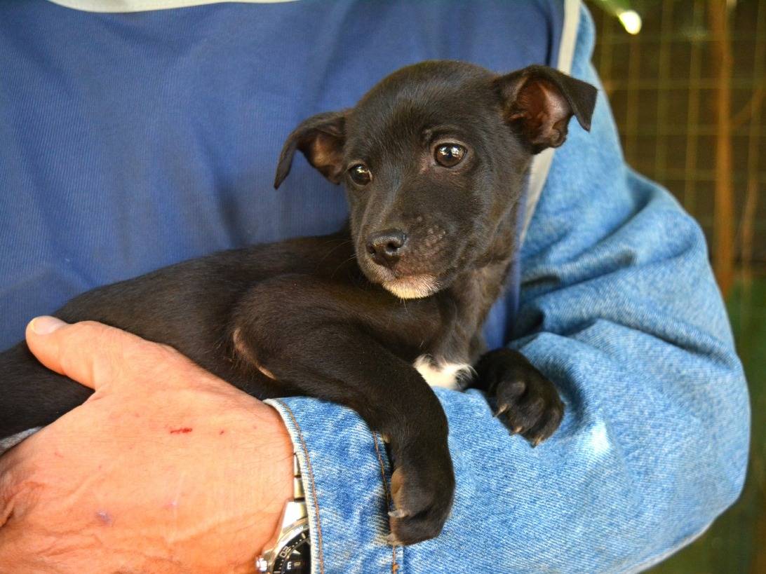 Adotta il cane Grivian a Roma