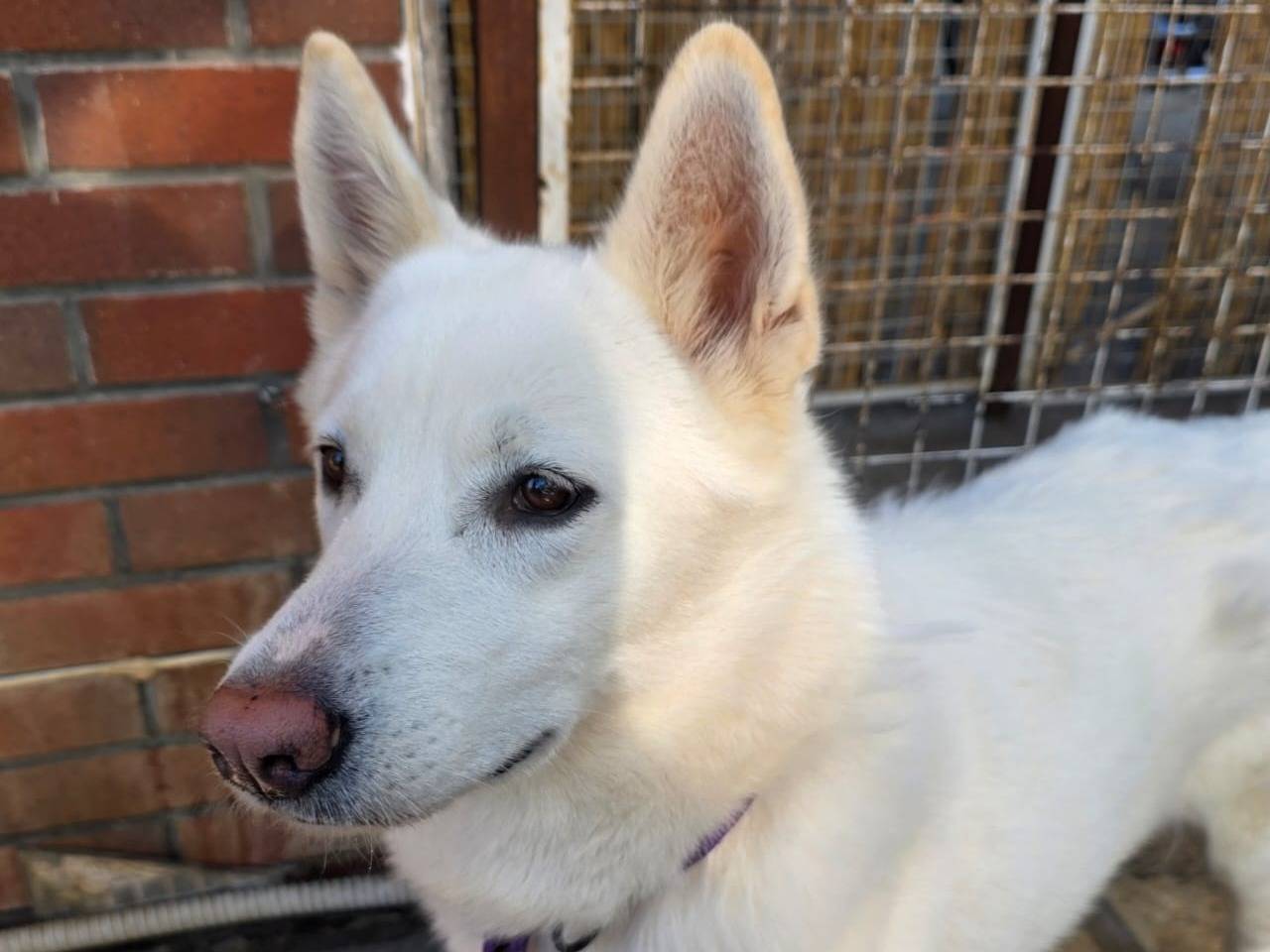 Vuoi adottare un cane a Milano?